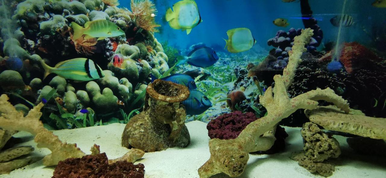 Dolphin House Bed & Breakfast Leba Luaran gambar
