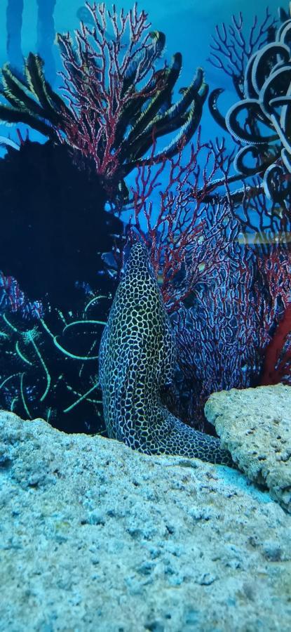 Dolphin House Bed & Breakfast Leba Luaran gambar